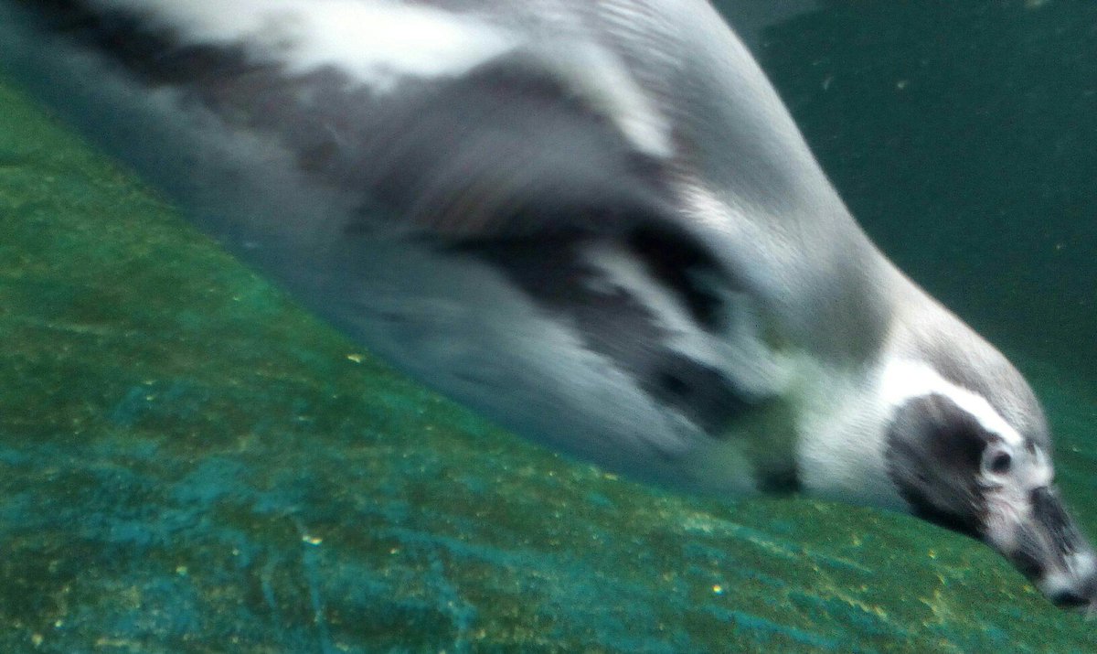 Roci_Belle's tweet photo. #FabulousAva the raver #Penguin Spheniscus humboldti https://t.co/7gtPdsbvvZ