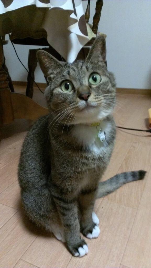 komu___0508's tweet photo. はじめましてこむぎです🐱🐱🐱 https://t.co/wZU87b6MFt