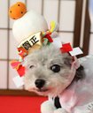 info_petslover's tweet photo. 年賀状の写真はもちろんペットで決まり♪　　NP鏡餅帽子【SS〜S】｜ペットパラダイス 犬服 年賀状 お正月 干支｜ [楽天] https://t.co/zhuCmGCTHF #rakuafl https://t.co/einkPRXg86