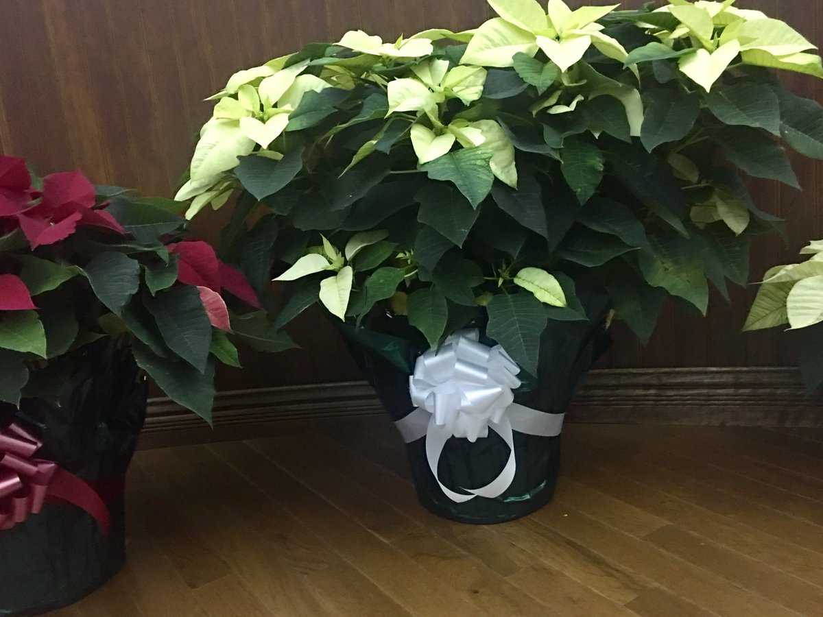 It's looking holly jolly around the historic courthouse!  Tree lighting on Tuesday at 6:00!