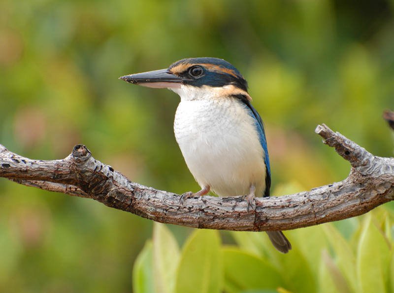 frontiersuva's tweet image. Great new #blog from our team on #Beqa at @FJMFrontier! All about the awesome #kingfisher whizzing around the island!
bit.ly/Kingfishers