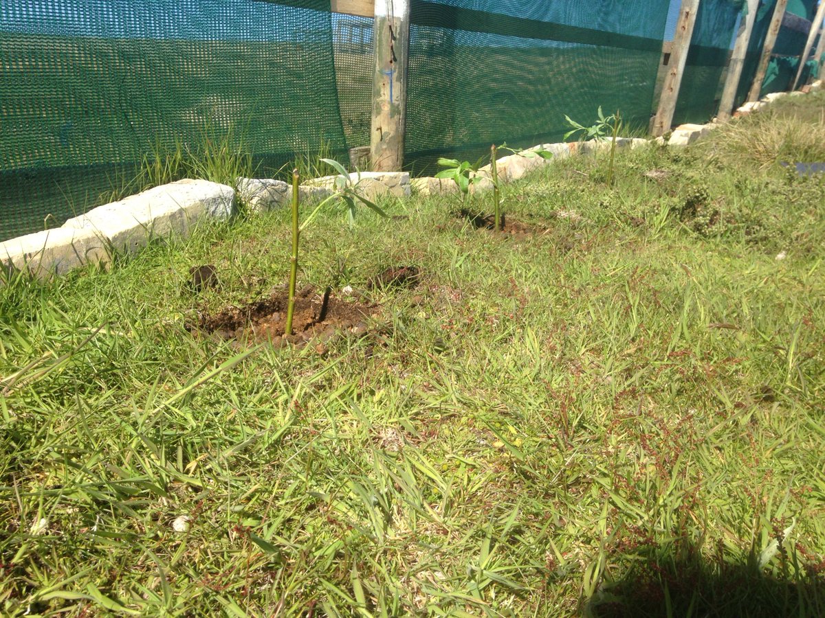 doyle_falklands's tweet photo. Beautiful day here in the #falklands. More #gardening with our little helper today! #garden #grow #sun #plant #falklands #baby https://t.co/zpLMvYeGOq