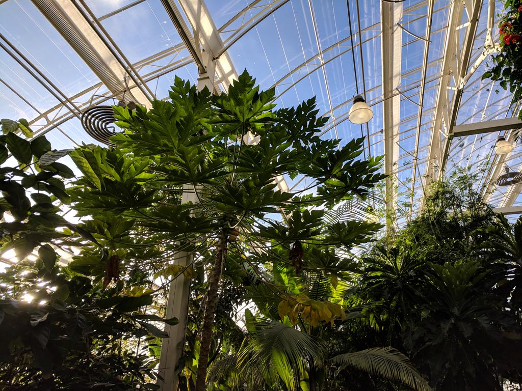 Waheed_Arshad's tweet photo. .@RHULBioSci undergraduates take on the topics of plant morphology and diversity at @RHSWisley. https://t.co/vh47U80Cm3