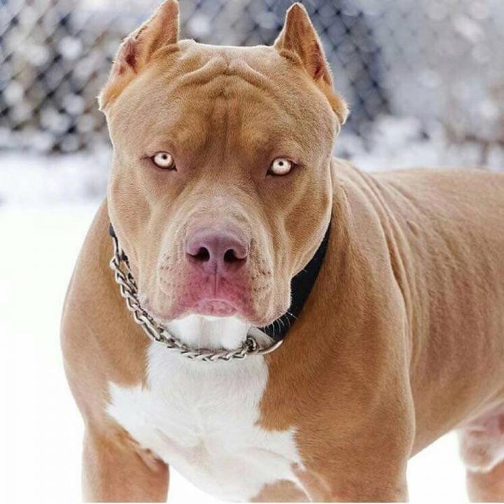 sharonmchl's tweet photo. Come hangout with me on #BIGOLIVE https://t.co/eU5UfDQOUL https://t.co/2v2sulryeo