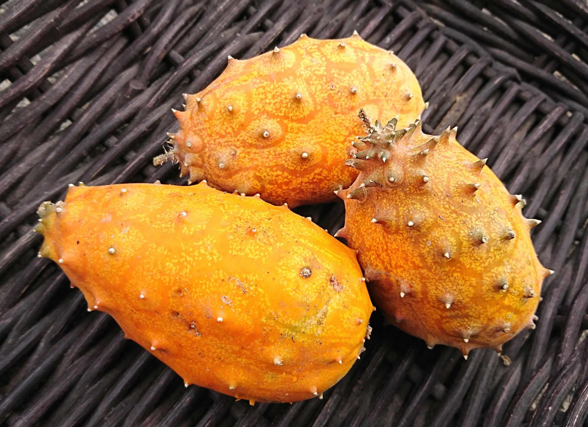 Hirohito Fukushima 今日はかなり珍しい果物 キワノ ツノニガウリ の出荷がありました さすがに初めて見ました かなり独特のルックスです 調べるとインパクトのあるルックスとは裏腹に あっさりとした味で 果肉の食感を楽しむ果物とのこと Hirohito Fukushima 今日はかなり珍しい果物 キワノ ツノニガウリ の出荷がありました さすがに初めて見ました かなり独特のルックスです 調べるとインパクトのあるルックスとは裏腹に あっさりとした味で 果肉の食感を楽しむ果物とのこと