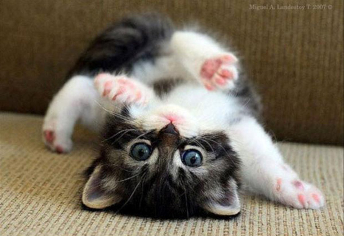 JeanGlassmaker's tweet photo. @Imalune Hope you get better soon. :3 https://t.co/gCmiosjvoD