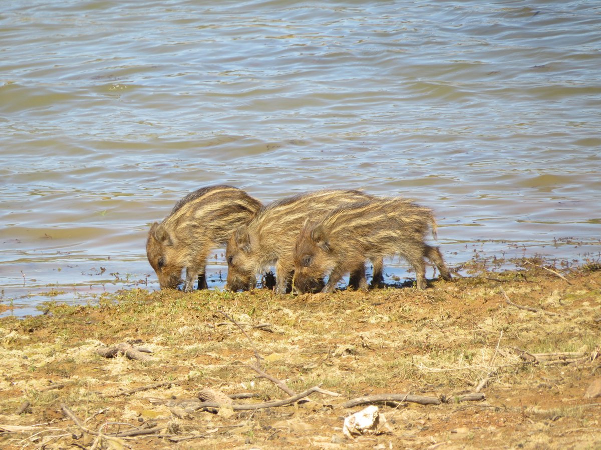 Recuerdos de verano....
Rayones en el agua donde estaría la madre??