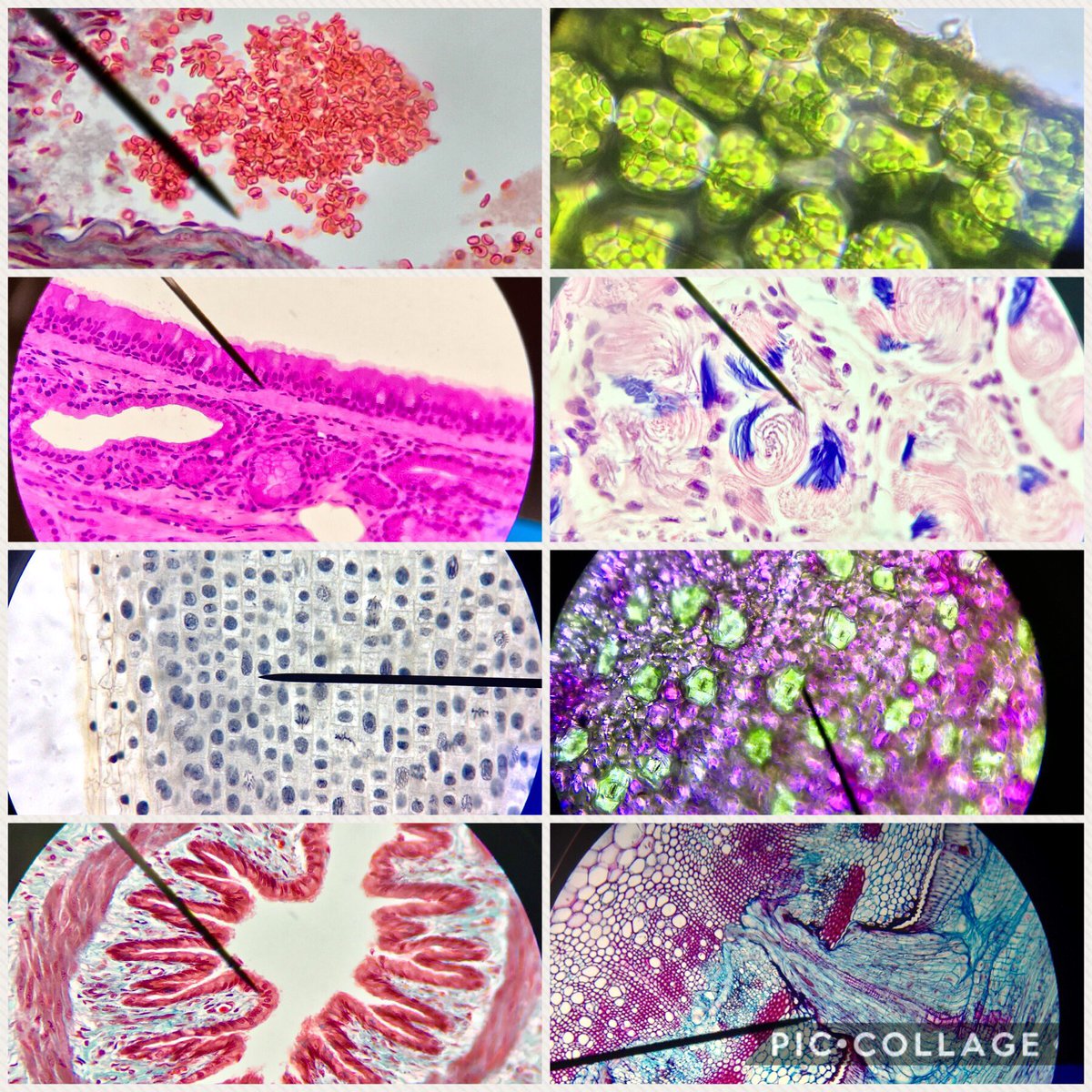 j11p43f's tweet photo. A selection of microscope slides from the last couple of minutes months. Absolute stunning colours and structures all with just a light microscope!
#MicroscopeScience #BiologyIsAmazing #PlantsAreCool #Botany https://t.co/b5rTrzRoXh