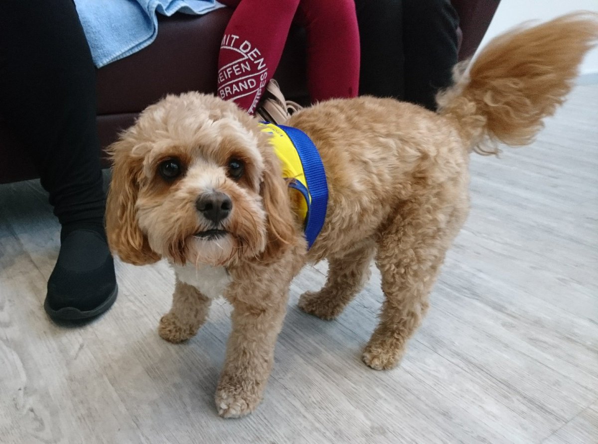 dmumentalhealth's tweet photo. Don't forget our lovely @BenjithePATdog is over in the Campus Centre today at midday @demontfortsu for cuddles #DMU #ThrivePod https://t.co/IBRWBxccFw