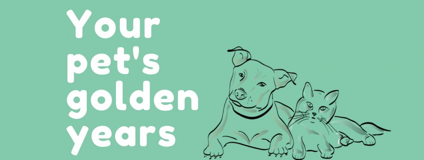 NAWT_updates's tweet photo. As their faces start to grey, and their zoomies slow down – we never stop adoring our pets: https://t.co/fxFzNFbBCt https://t.co/wXM9Ch4mmr