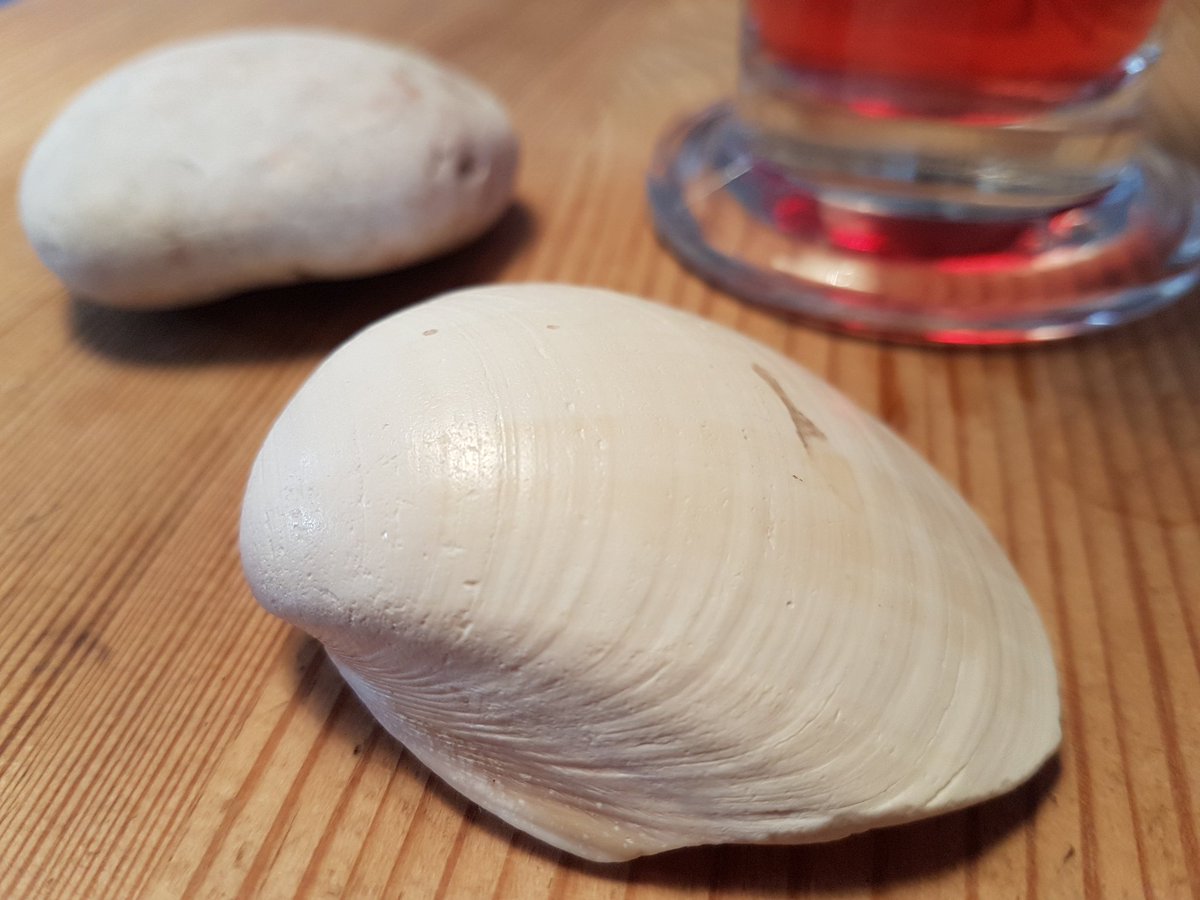 johnsoundspace's tweet image. This local beach shell helps tell the story of #ClimateChange with   abundant and lean years. Just like tree ring patterns. #climatedynamics