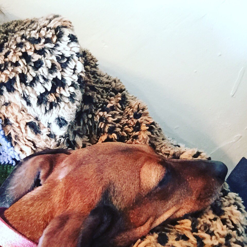 shopdogn8's tweet photo. Is that a sausage in my arms? Oh no it’s just Dolly! https://t.co/Qp3dJSrdR3