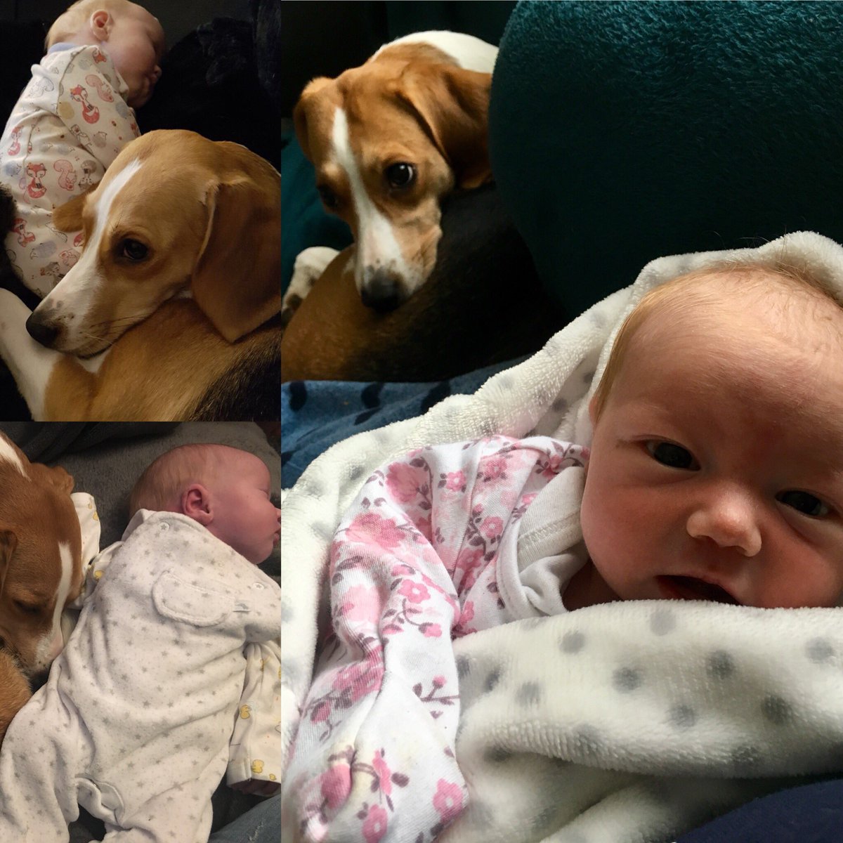 MissPugLover's tweet photo. Best friends #beagleandbaby https://t.co/52elFPwiFJ
