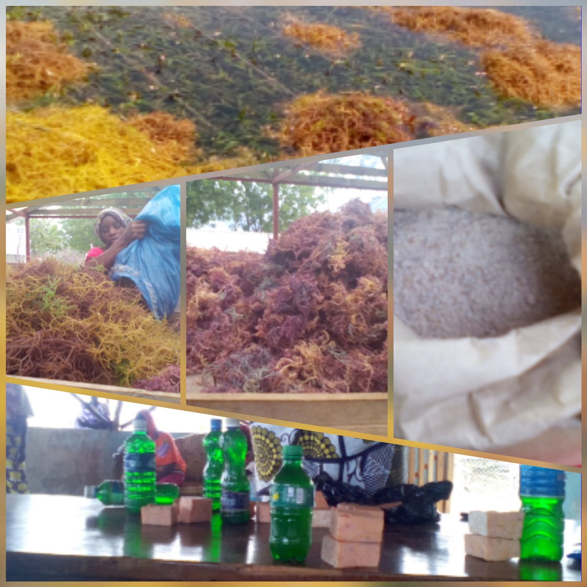 FaithKimanga's tweet photo. #MyOneScienceTweet .@BecAHub Seaweed farming in the South Coast has potential to contribute to food security, poverty alleviation, clean environment and creation of employment in #Kenya #AfriScicomm .@KMFRI_ .@afri_isaaa .@EkayaEkaya https://t.co/cjJSOu0dKU