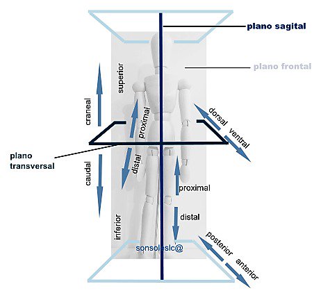 Tema 08 Celadores Online... Ejes y planos del cuerpo humano. Posiciones anatómicas. Parte I DP4FFzvWkAEgn_W