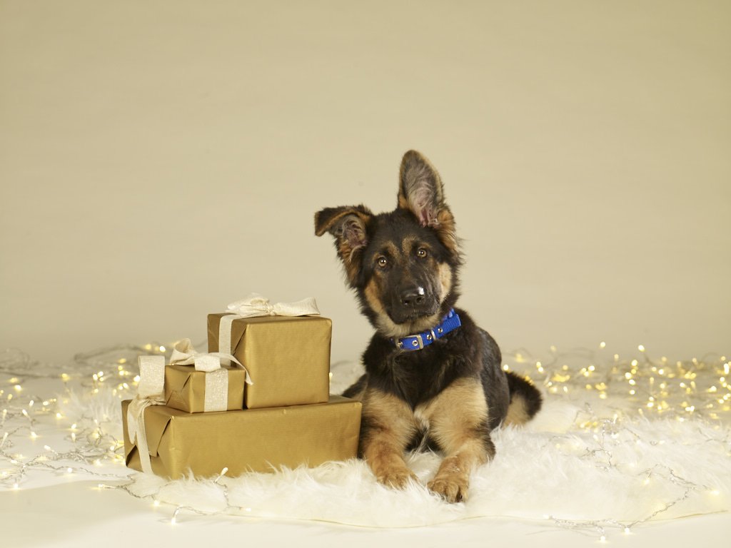 Battersea_'s tweet photo. Buy a Battersea Virtual Gift and help the dogs and cats in our care while they wait for their forever home. 🐶😸

Head to our website ➡️ https://t.co/F9Dbp5IRzf ⬅️ https://t.co/W4NSIqHqkB