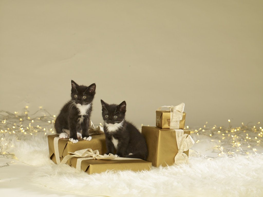 Battersea_'s tweet photo. Buy a Battersea Virtual Gift and help the dogs and cats in our care while they wait for their forever home. 🐶😸

Head to our website ➡️ https://t.co/F9Dbp5IRzf ⬅️ https://t.co/W4NSIqHqkB
