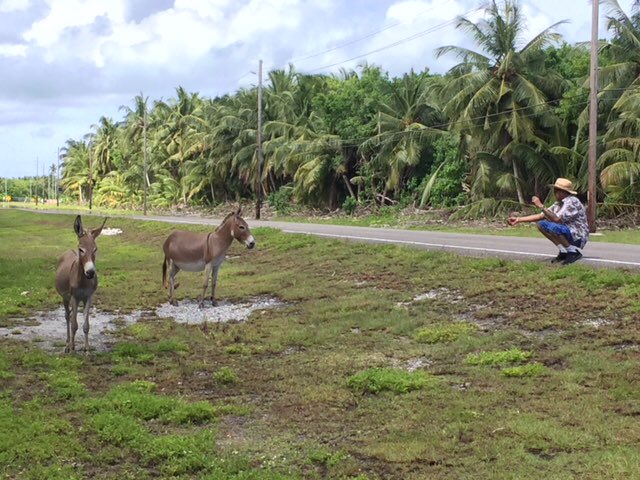 BIOT heritage visit - the group enjoying the sunshine, meeting the donkeys on Diego Garcia and spotting turtles at Turtle Cove.