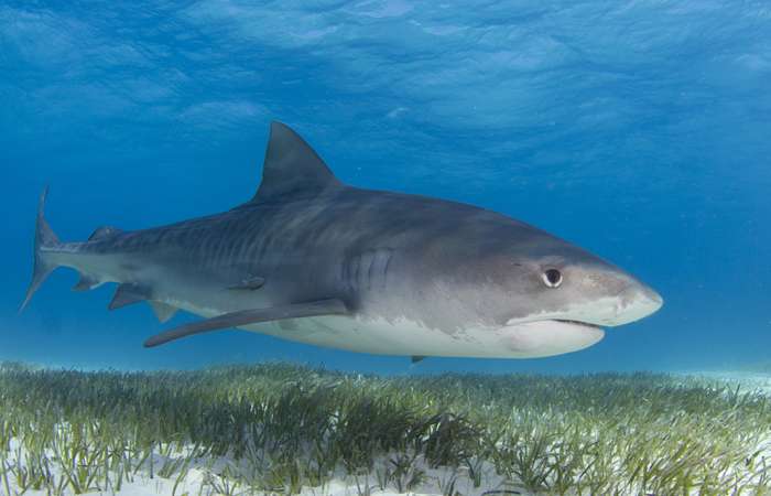saveourseas's tweet photo. Study finds that sharks are responsible for keeping seagrass environments healthy .https://t.co/JFgAB27soH https://t.co/p8LscsrFZL