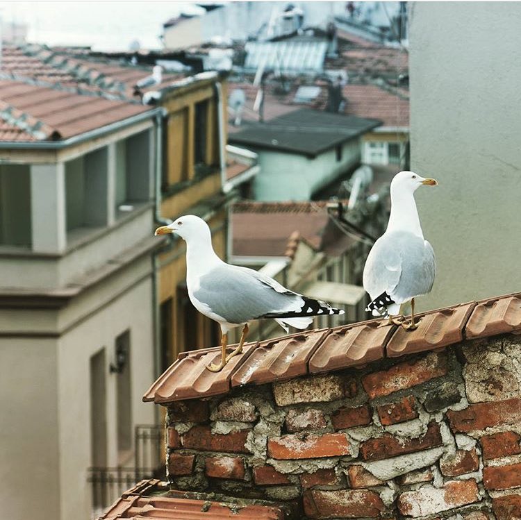 benkadikoy's tweet photo. 🕊👀🤣-Sevim, bak! Karşı apartmanın 3.katındaki ön daireye yeni birileri taşınıyor.
#BenKadıköy
📍: Yeldeğirmeni
📸: @brsgln

#BenKadıköy #mobileapp #kadıköy #kadikoy #moda #bagdatcaddesi #caddebostan #suadiye #fenerbahçe #yeldeğirmeni #bostancı #konser #tiyatro #sergi #sinema https://t.co/68n1tq1moc