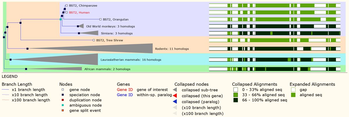 ensembl's tweet photo. Human #Geneoftheweek BST2 aka #tetherin has 38 orthologues, incl 8 in primates with 59-97% identity #WorldAIDSDay https://t.co/kOfS02ji2X https://t.co/fYJMACKZD0