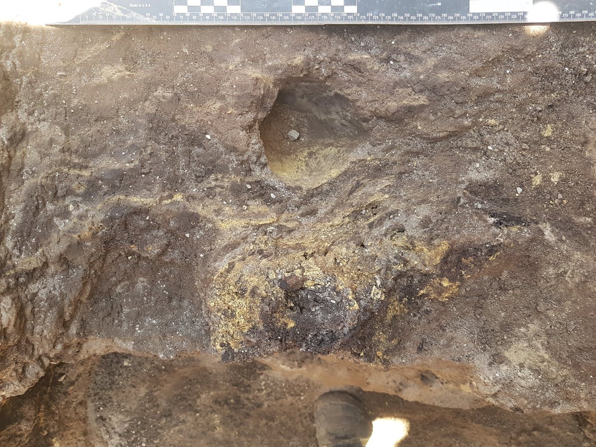 Matt_MWilliams's tweet photo. Coming down onto preserved tree stumps around a spring eye at Amanzi - here is one of the stumps protruding from the peat. @LTUArchaeology @Ozarchaeomaglab #ASAP2017 https://t.co/Noi1PNcWS1