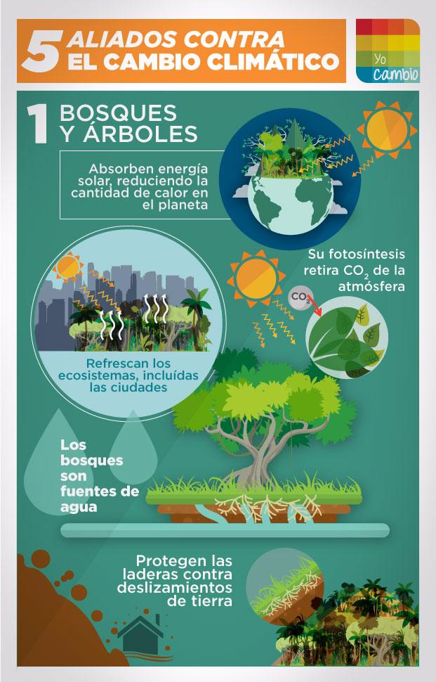 ¿Por que sembrar árboles?
Contribuye con tu propio bien estar sembrando por lo menos uno