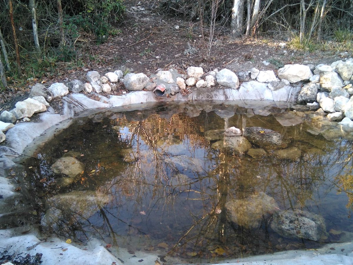 WWFMadrid's tweet photo. Ayer nos llegó esta foto de una charca en Ambite donde actuamos hace poco. ¡Está preciosa con esos colores de otoño! 🍁🍂🍃
Lista para sus nuevos hospedadores 🐸🐸🐸 #croack #biodiversidadviva
Gracias compañeros @CSIF_AAFFMadrid @UGT_CAF_MADRID @squalius https://t.co/VHwiKf8xp4
