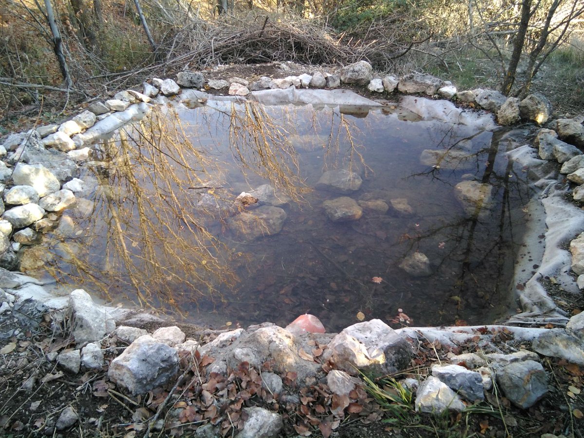 WWFMadrid's tweet photo. Ayer nos llegó esta foto de una charca en Ambite donde actuamos hace poco. ¡Está preciosa con esos colores de otoño! 🍁🍂🍃
Lista para sus nuevos hospedadores 🐸🐸🐸 #croack #biodiversidadviva
Gracias compañeros @CSIF_AAFFMadrid @UGT_CAF_MADRID @squalius https://t.co/VHwiKf8xp4