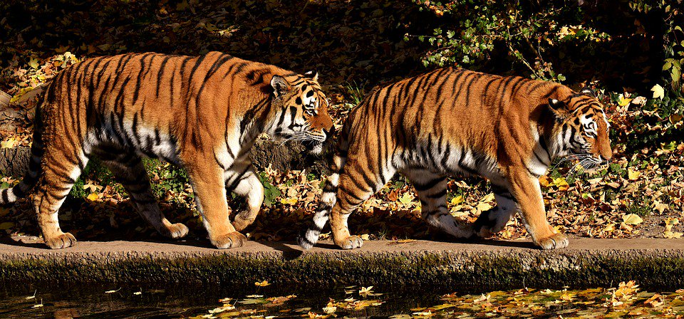 TigerAltCoin's tweet photo. Do you want to preserve this beautiful creature for this and the next generations.
With Tiger Altcoin we want awareness for the #tiger. Create a fund to support wildlife organisations. Share this message to help us.? Thank you.
#Tigeraltcoin #Tigercoin #Savethetiger https://t.co/4jZVi5tsic