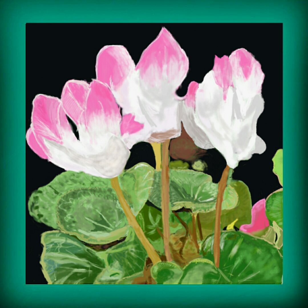 シクラメンの鼻