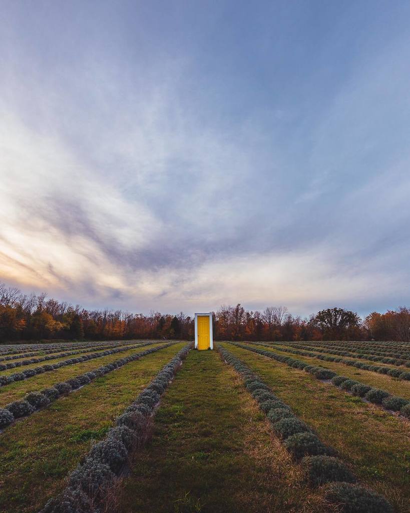 theSmaku's tweet photo. I think I may have missed the lavender season by a few months. .
Anyone know what’s behind that door?
.
#terrebleu #lavender #farmhousestyle #discoveron #explorecanada #autumnmood #autumntrees #leadinglines #mysterydoor #seetorontonow #torontoclx #6ixwal… https://t.co/WVOcUvcAfd https://t.co/WIgCTJmhM8