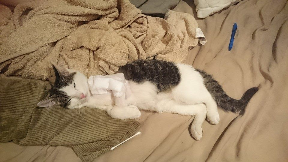 WAVetBillAssist's tweet photo. Back in 2015, #PVBA helped this sweet baby Hyudine with her broken leg. She is now a happy, zooming around the house kitty! Thanks 2 our selfless donors who made that possible! #cats #pets #donations #charity #animalcharity #petowners #Perth #Perthnfp #socialgood #nfp #love https://t.co/2Fk0UDyNK9