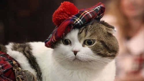 Number10cat's tweet photo. A very happy #StAndrewsDay to you all, but especially to my cousin McLazza: https://t.co/yQR3vKqbyP