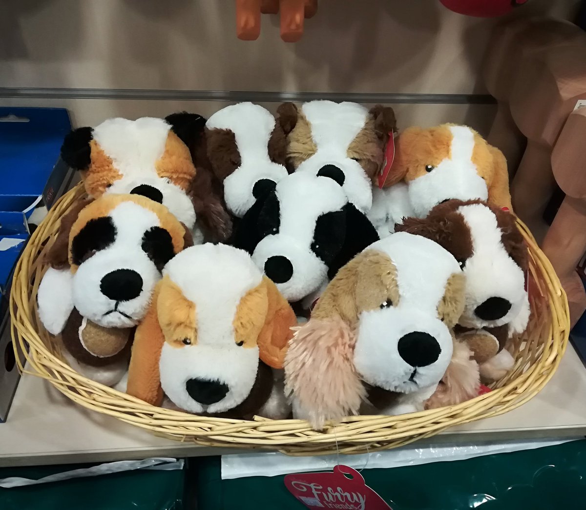 Qualazampalecco's tweet photo. Nuovi peluche per i nostri amici a quattro zampe 😍
#lecco #qualazampa #Pelosi  #giochi #30novembre https://t.co/SdQBglzIbM