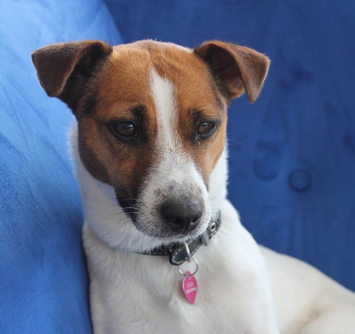 i4talent's tweet photo. Kiekje op kantoor!! Echt te schattig dit <3 #Doggoe #Lief #cute #i4talent https://t.co/Rey55VbUuB