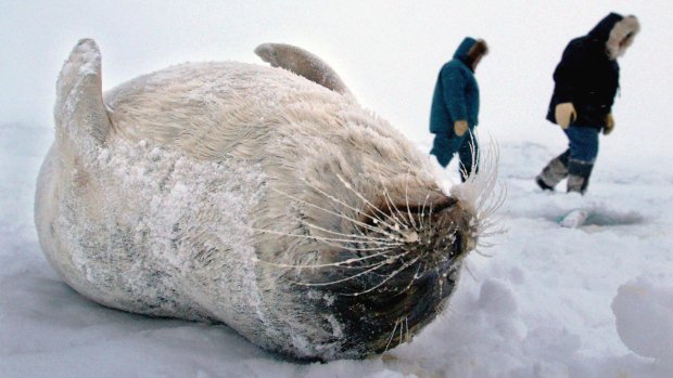 CBCWindsor's tweet photo. Controversial seal meat to be served at Inuit film screening https://t.co/HBSaPjk2ya https://t.co/mw3IMsRKcm