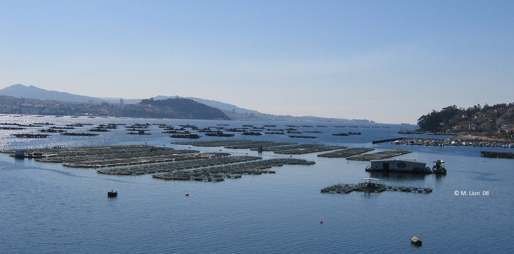 iofamp's tweet photo. Desde la #RíaDeVigo (ES), os deseamos ¡¡Feliz día de la #Acuicultura!! | #DíaAcuicultura #AcuiculturaSostenible #FoodFromTheOceans #FFO #Aquaculture #DíaAcuicultura2017 #Galicia #Vigo #IOFAMP https://t.co/3ECq7CKOOJ