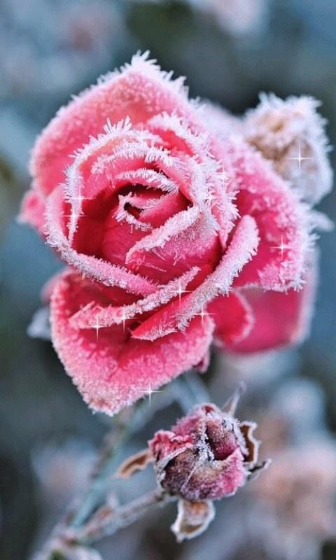 FlowerSree's tweet image. “Kindness is like snow
It beautifies everything it covers.”

~Khalil Gibran~