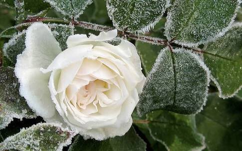 FlowerSree's tweet image. “Kindness is like snow
It beautifies everything it covers.”

~Khalil Gibran~