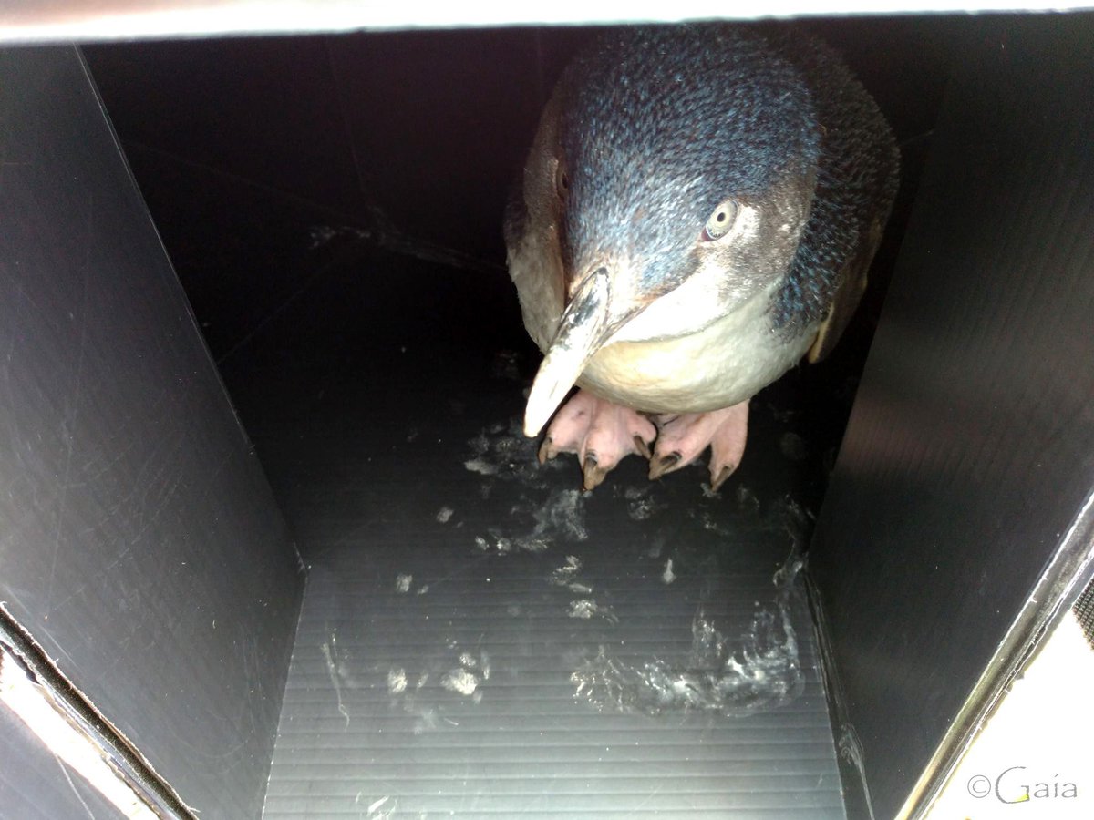 Gaia_for_GAIA's tweet photo. #60DaysOfFieldwork Day 52 Many thanks to all those penguins who decide to collaborate with my experiment (while others just sit in the Y-maze). At least other 20 trials to go… https://t.co/0oHENyJQMR