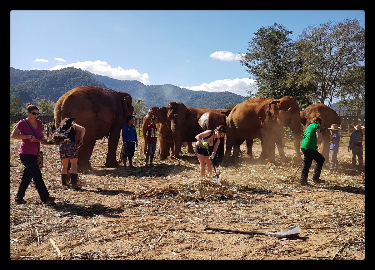 NomadicDispatch's tweet photo. A hot afternoon spent "Cleaning Up the Park", which felt a lot like Poop Duty except a lot less shade. Currently sporting a farmer's tan/burn but walking around elephants all day made it all worth it. #ElephantNaturePark #elephantlove #poopduty https://t.co/gTAsMNmfue