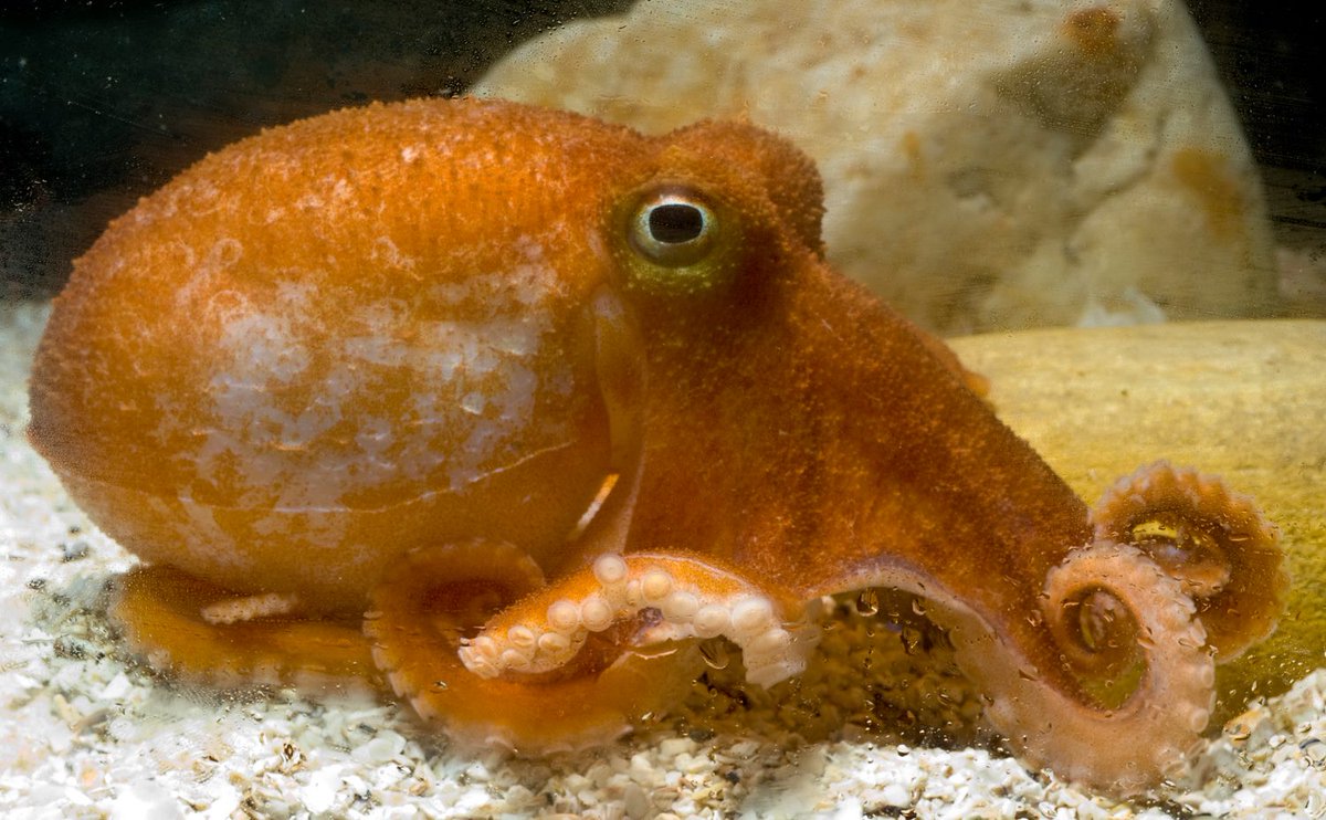 IIM_CSIC's tweet photo. Se determinan por primera vez los primeros datos sobre la ecología del #pulpoblanco en el noroeste de la Península Ibérica 🐙 Tesis de Marcos Regueira Fdez. dirigida por Ángel F. González, grupo ECOBIOMAR #IIMCSIC y Amadeu Soares (Universidade de Aveiro) https://t.co/W1cFU0WWZ0 https://t.co/Tv8jR7zAeT