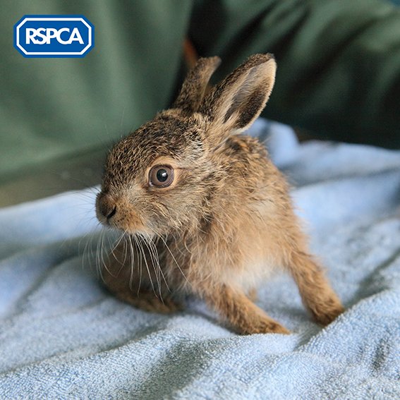 RSPCA_official's tweet image. Parliament voted not to include #animalsentience in the EU (Withdrawal) Bill as many believe that animals are regarded as sentient under the Animal Welfare Act. This isn't true, and the Act also doesn't cover all animals, such as wildlife. Please sign &amp;amp; RT bit.ly/2vJmZTQ