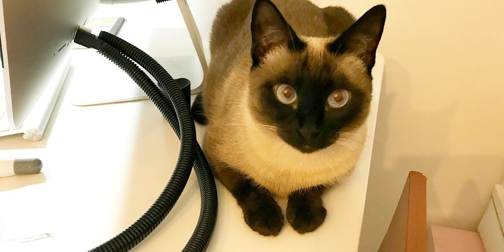 JaxLilliMilo's tweet photo. Unless you count the time I chewed right through that USB cord. πΈ Hooman -1. Lilli - 1. #chewykitty #Caturday https://t.co/UjDkPHzR5a