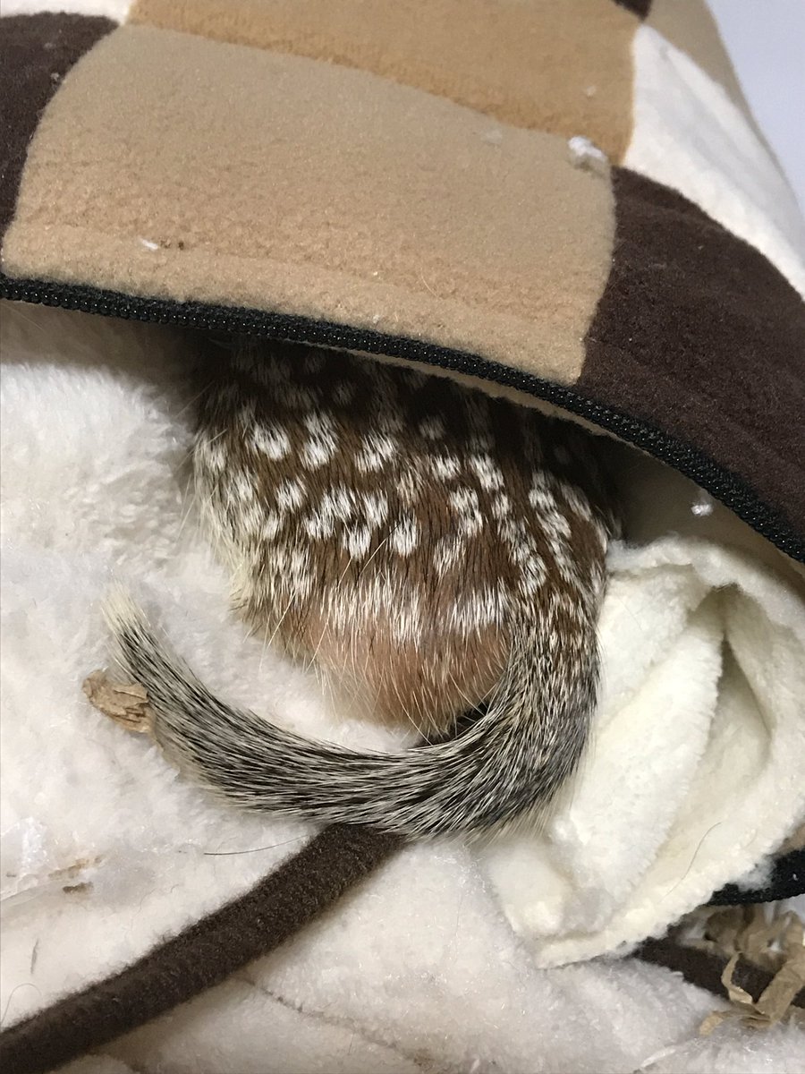 ponta_unizo's tweet photo. 今日は #いいおしりの日 だって。
この間、ざぼんがケツ出して寝てたのを
披露しちゃおう(≧∀≦)

#ジュウサンセンジリス
##Thirteenlinedgroundsquirrel https://t.co/1SWcMbxpds