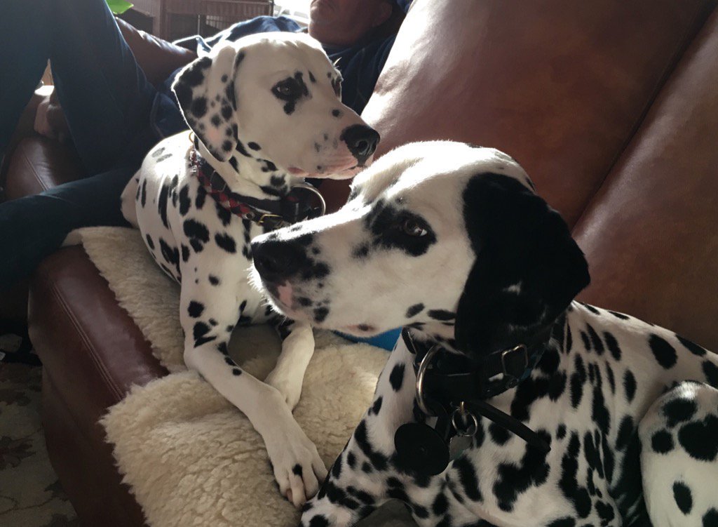 lindagraysexton's tweet photo. Here's a #throwback photo of Cody & Mac. My Yum Yums!! #Bespotted #dalmatianlove #dogsoftwitter https://t.co/MJmcfKbbT6