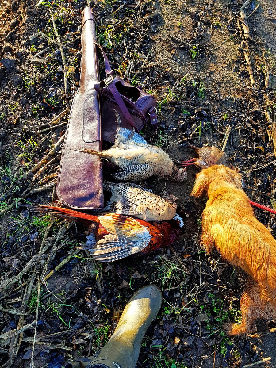 thelincsgent's tweet photo. Couple from Last weekend #bushbeating roll on this weekend #shooting
#Lincolnshire #fieldsports
@fieldsports @FieldsportsMag @ShootingSociety @TheFieldmag  @JPR_esquire @FieldsportsMag https://t.co/Us5M9OlGes