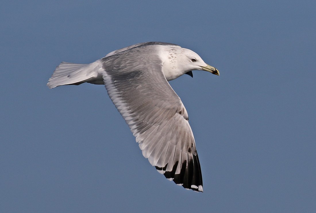 OnlyGulls's tweet photo. Caspian Gull 4cy observed 15 miles off Bermeo coast, Basque Country. https://t.co/oEb3lt7QsR