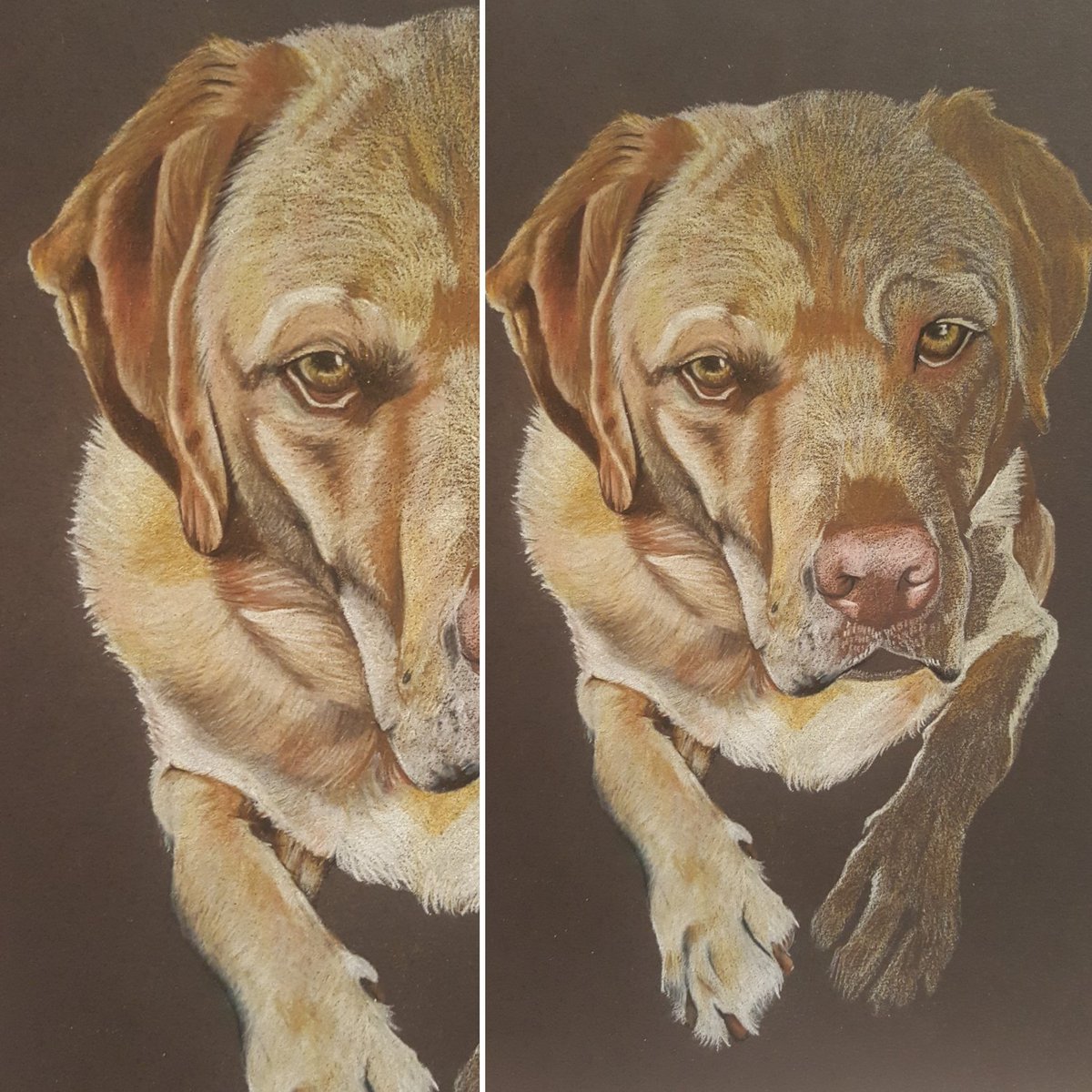 New commission on the drawing board... struggling with this one! #commission #art #artist #petportrait #labrador